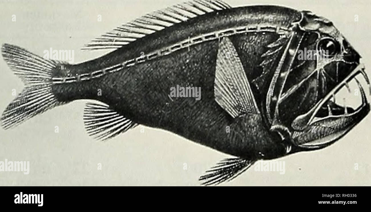 . Bulletin. Science; Natural history; Natural history. 1976 AQUARIUM MAINTENANCE OF MESOPELAGIC ANIMALS 213. Figure 1. The bathypelagic Fangtooth Anoplogasler coiniita, a likely candidate for aquarium maintenance. (From Zugmayer, 1911.) countershading function of ventral biolumines- cence in live Tarletonheania creniilaris, however, he did not indicate their longevity in an aquarium. Perhaps the most dramatic midwater animal that has been maintained to date is the bathypelagic Fangtooth Anoplogaster cornitta. This cosmo- politan species lives below 600 meters off South- ern California (Berry a Stock Photo