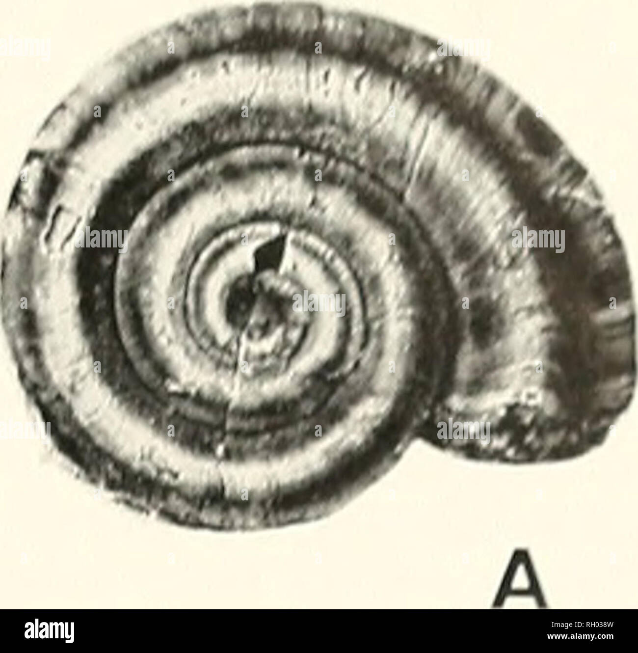 Page 2 Trematodes High Resolution Stock Photography And Images Alamy