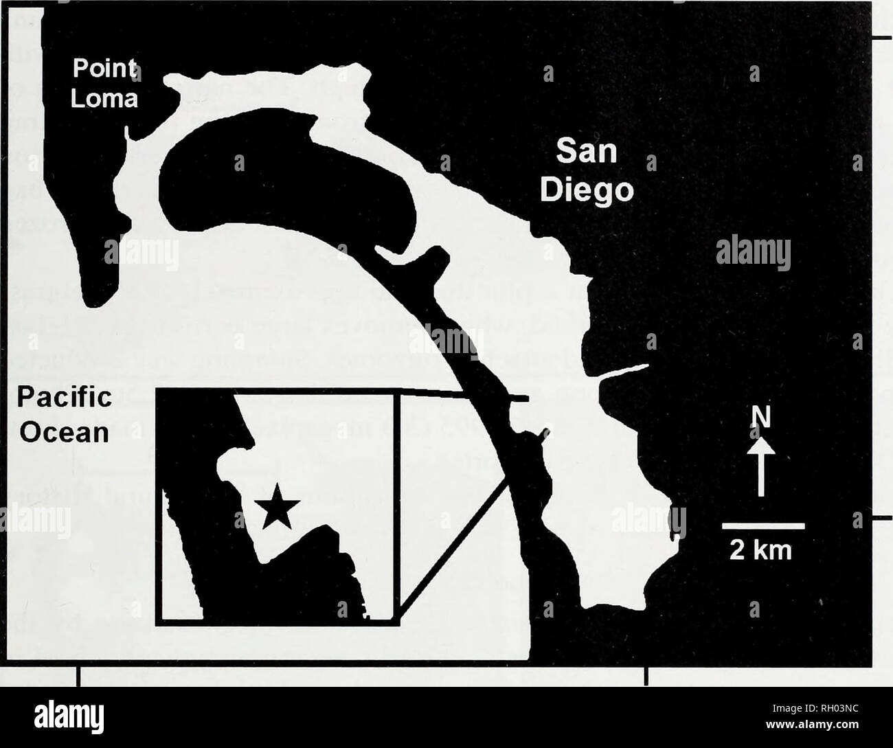. Bulletin. Science. REDISCOVERY OF THE LAOMEDIID SHRIMP NAUSHONIA MACGINITIEI 147. 32° 44' W 32° 37' W 117° 14'W 117° 07'W Fig. 1. Map of San Diego Bay with star indicating the location of the eelgrass harvesting exper- iment and specimen collection site. lished reports by southern California biologists of laomediid larvae that almost undoubtedly belong to this species (as there are no other laomediids known from southern California) (Don Cadien, personal communication). In January of 2004, a specimen of Naushonia macginitiei was collected from a large, shallow eelgrass (Zostera marina) bed s Stock Photo