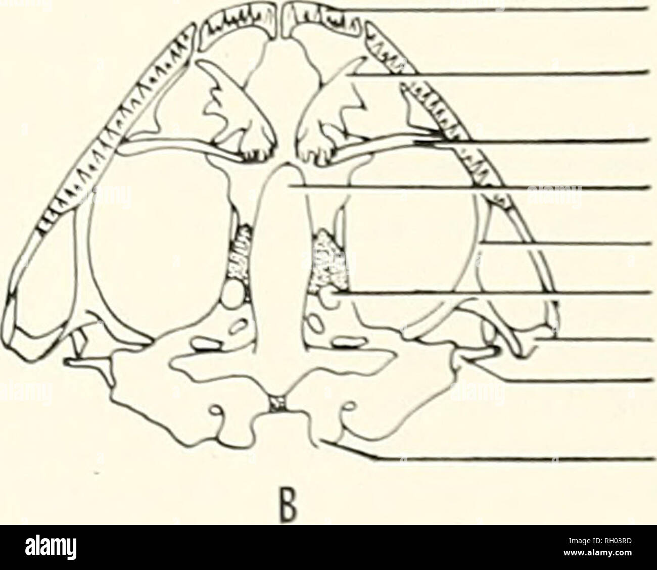 . Bulletin. Science; Natural history; Natural history. PROOTIC QUADRATOJUGAL SQUAMOSAL EXOCCIPITAL 10 mm. PREMAXILLA VOMER PALATINE PARASPHENOID PTERYGOID OPTIC FORAMEN QUADRATE -COLUMELLA OCCIPITAL Figure !. The skull of Pseudacris streckeri in dorsal view (A) and ventral view (B).. 49. Please note that these images are extracted from scanned page images that may have been digitally enhanced for readability - coloration and appearance of these illustrations may not perfectly resemble the original work.. Southern California Academy of Sciences. Los Angeles, Calif. : The Academy Stock Photo