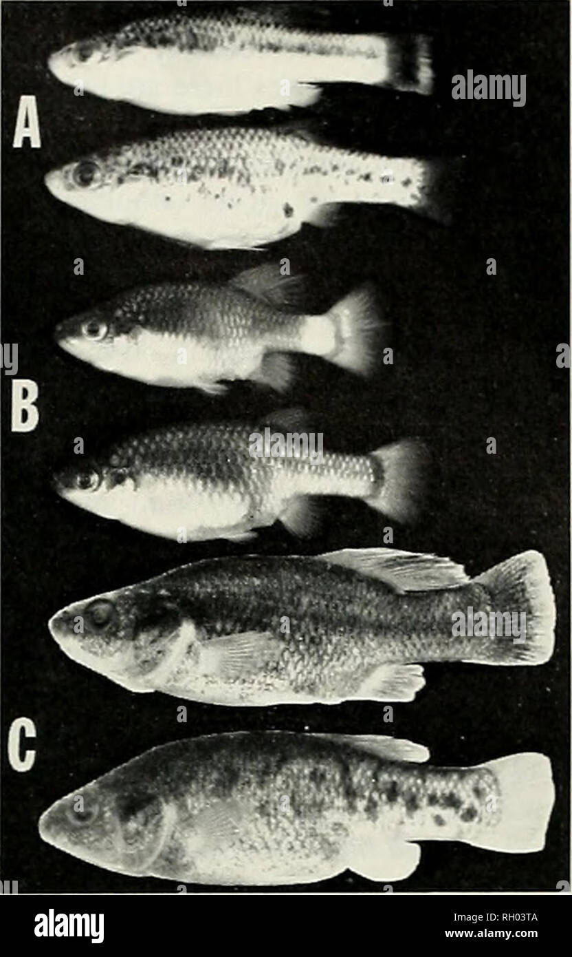 . Bulletin. Science; Natural history; Natural history. 7976 ISOLATING MECHANISMS IN GOODEID FISH 85 of these features among cyprinodontiform fishes, Carl Hubbs, working with Turner, used goodeid trophotaeniae and ovarian anatomy in an exhaus- tive family classification (Hubbs and Turner, 1939). Although a number of taxonomic papers including goodeids (deBuen, 1941, 1942; Turner, 1946; Alvarez and Navarro, 1957: Alvarez, 1959, 1963; Alvarez and Cortes, 1962; and Romero, 1967) have appeared since the Hubbs and Turner revision, only one (Miller and Fitzsimons, 1971) significantly altered their cl Stock Photo