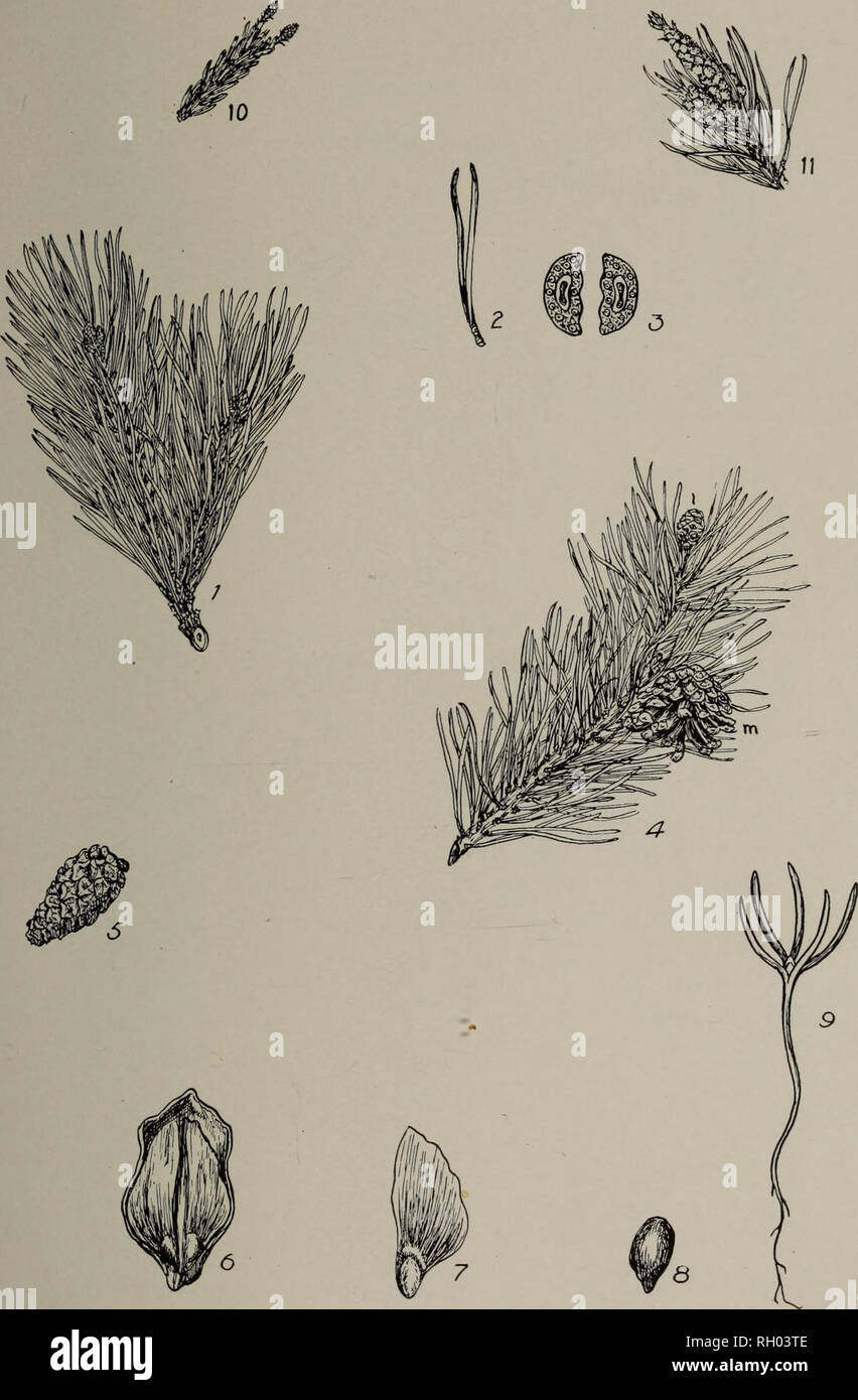 . Bulletin. Forests and forestry. PLATE XVIII. SCOTCH PINE. 1. A branob with needles and buds, x §. 2. A cluster of two needles, x J. S. Cross-section of two needles, enlarged. 4. Branch with needles; i, immature cone; m, mature cone, x i. 5. A closed cone, x J. 6. A cone scale with two winged seeds, enlarged. 7. A winged seed, enlarged. 8. A seed, enlarged. 9. A seedling, natural size. 10. A small portion of a branch with two pistillate flowers, x 4. 11. A branch with a cluster of starainate flowers at the base of the new growth, x J.. Please note that these images are extracted from scanned  Stock Photo