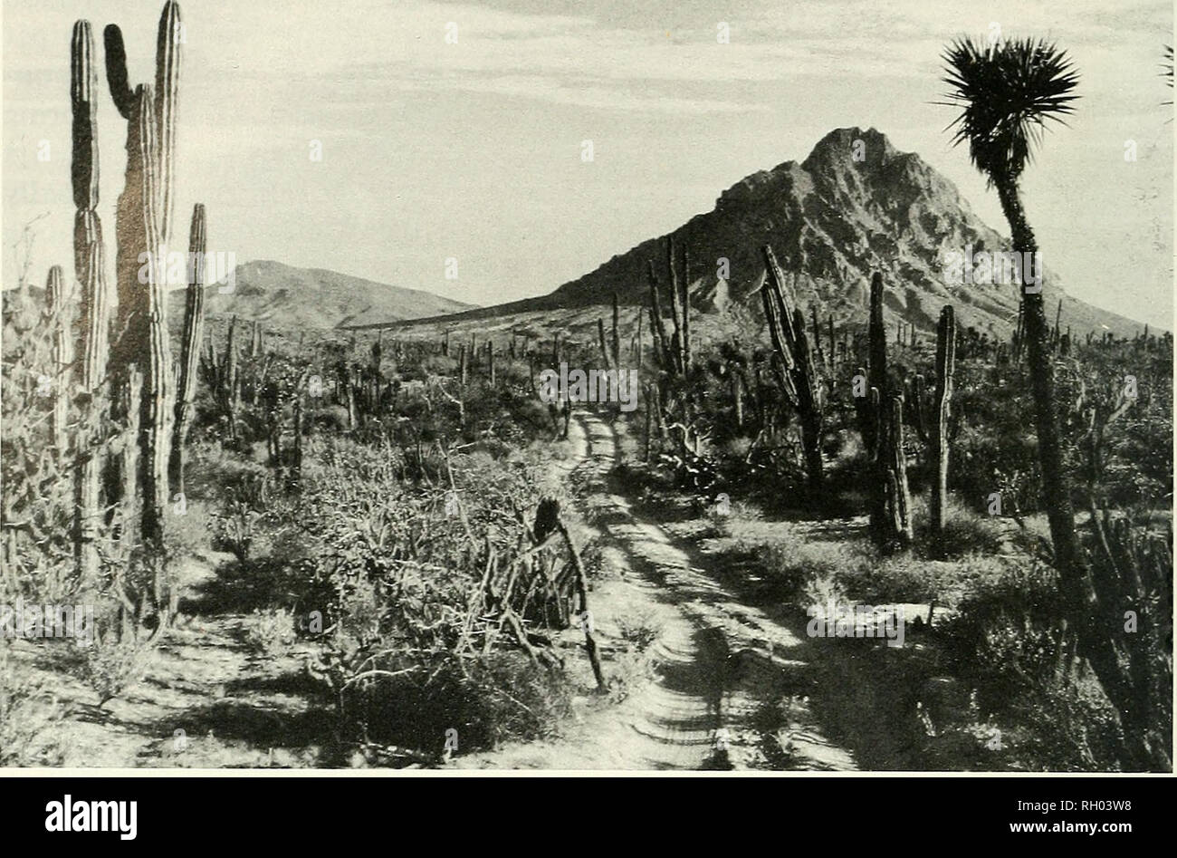 . Bulletin. Science; Natural history; Natural history. 74 SOUTHERN CALIFORNIA ACADEMY OF SCIENCES. Fig. 22. Typical Xantusia vigilis habitat from within the Sierra Santa Clara. the Sierra Santa Clara but not confirmed by us are Leptotyphlops humilis, Chilome- niscus cinctus, Masticophis flageUum, Lampropeltis getula, and Pituophis mela- noleuciis. We would be surprised if these latter taxa did not occur throughout the Vizcaino Peninsula owing to the wide range of habitats they occupy elsewhere in Baja California and the fact that they are known from other Vizcaino Desert localities further eas Stock Photo