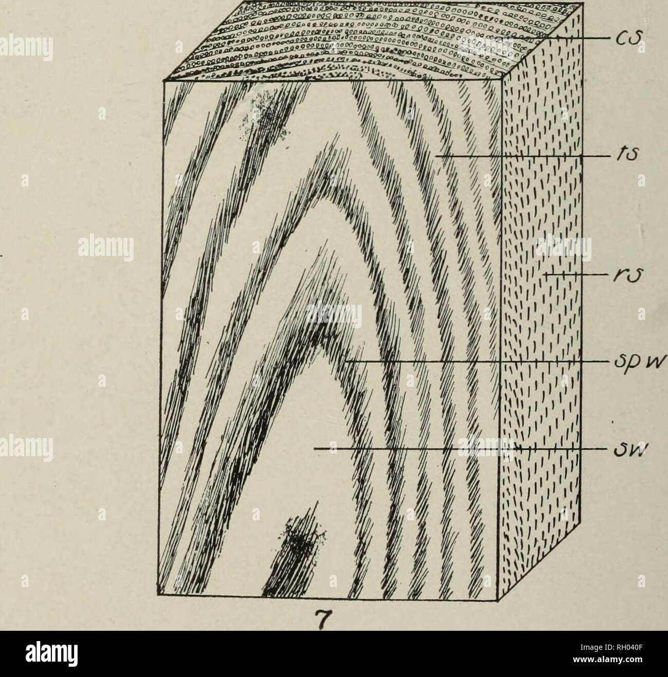 . Bulletin. Forests and forestry. PLATE XI. THE STRUCTURE OF WOOD. 1. Cross section of six-year old stem of White Pine showing (b) bark, (c) cambium, (ar) annual ring, (p) pith, and (rp) numerous small circular resin passages, natural size. 2. A resin passage with bounding epithelial cells, enlarged. 3. Non-porous wood of White Pine showing (spw) spring Avood, (sw) summer wood, (ar) annual ring, and (rp) resin passage, x 3. 4. Ring-porous wood of Chestnut, x 2. 5. King-porous wood of Red Oak, showing large medullary rays, x 3. 6. DifL'use-porous wood of Beech, x 4. 7. Block of Chestnut wood sh Stock Photo