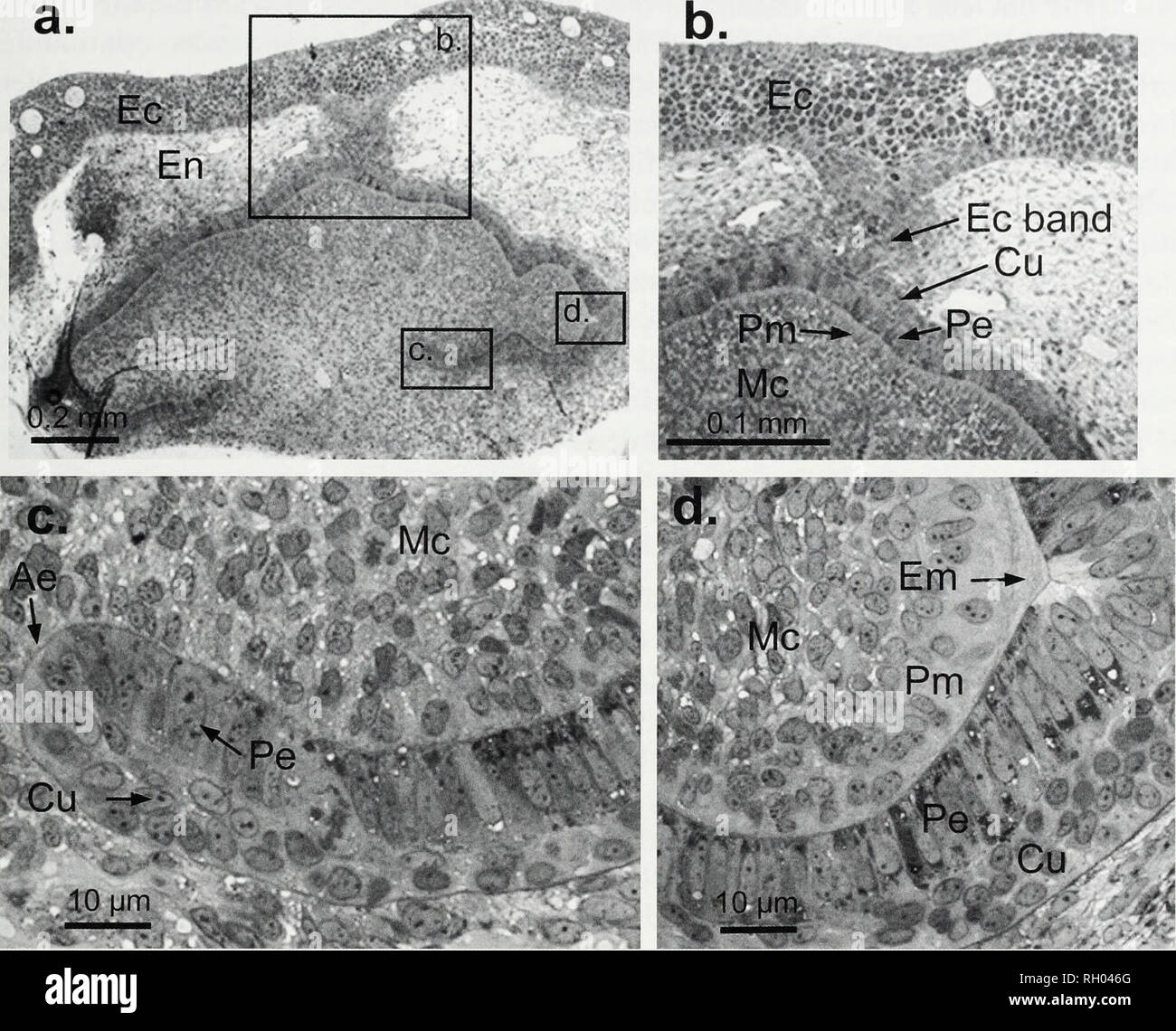 . Bulletin. Science. CAUDAL SPINE REPLACEMENT IN ROUND STINGRAYS 121 â Â» Ec band. Fig. 3. Photomicrographs of primordial spine bud in the round stingray, a) A cross section of the dorsal surface of the tail of Urobatis halleri showing a developing spine primordium. The inserted boxes (b-d) indicate areas that are shown in figures 3b-d at higher magnification. Outer layer of ectoderm (Ec); endoderm (En); cuboidal ectoderm (Cu); ectodermally-derived pseudostratified colum- nar epithelium (Pe); mesodermally-derived pseudostratified columnar epithelium (Pm); mesenchymal- like cells (Mc); enameloi Stock Photo