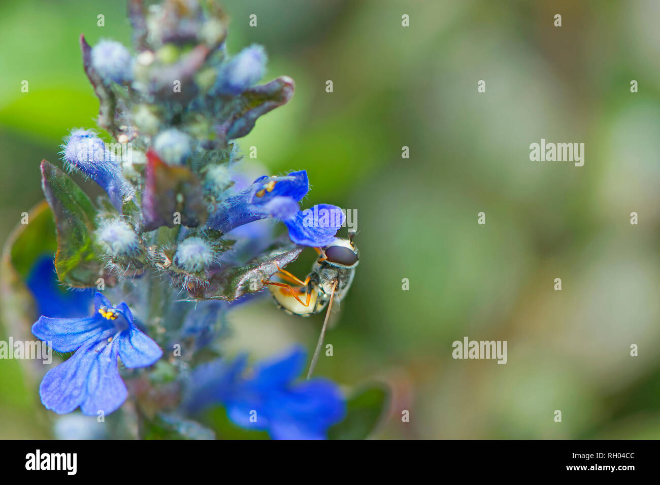 Closeup portrait of a hoverfly (Myathropa florea) on a spiky, blue Bugleweed flower (Ajuga) in the garden.  Includes copy space. Stock Photo