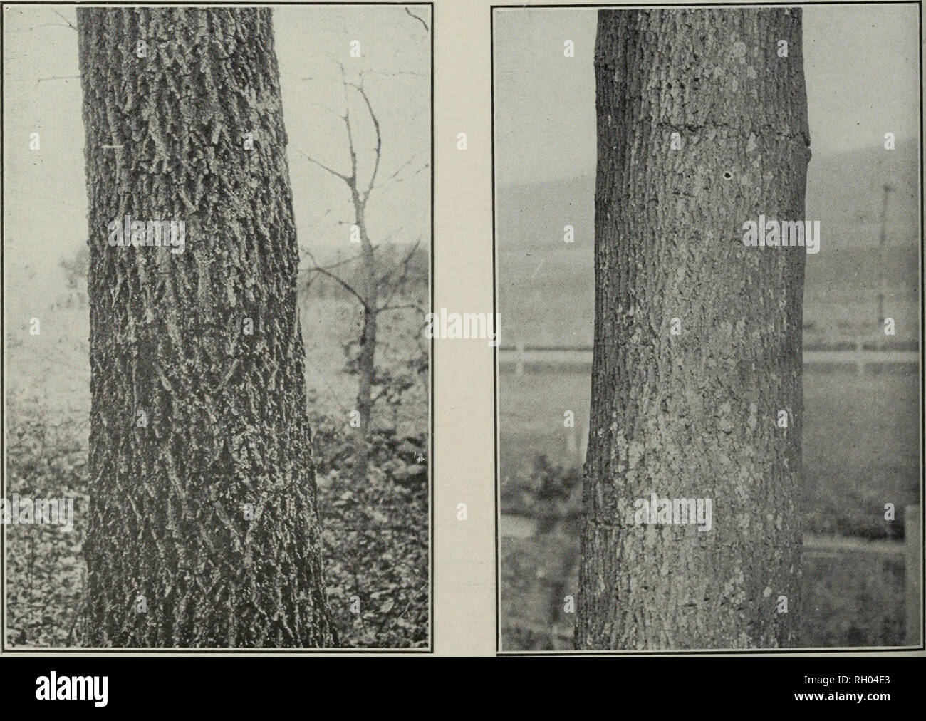 Bitter Nut Hickory High Resolution Stock Photography And Images Alamy