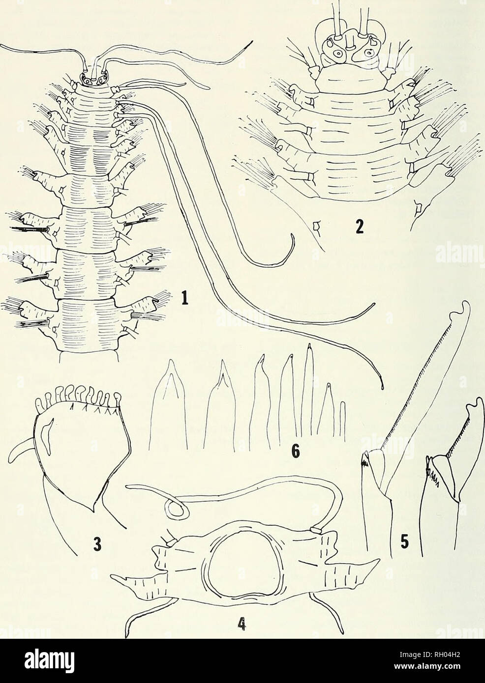. Bulletin. Science; Natural history; Natural history. 20 BULLETIN SOUTHERN CALIFORNIA ACADEMY OF SCIENCES VOLUME 75. Figures 1-6. Dioplosyllis hroacli. new species. 7, Dorsal view of anterior end, x 10; 2, Dorsal view of anterior end showing prostomial details, X 20; 3. Distal end of pharynx showing digiti- form process, X40; 4, Seventh setiger, anterior view; 5, Compound falcigers from neuropodium of seventh setiger, X500; 6, Neuropodial acicula from seventh segment, X500.. Please note that these images are extracted from scanned page images that may have been digitally enhanced for readabil Stock Photo