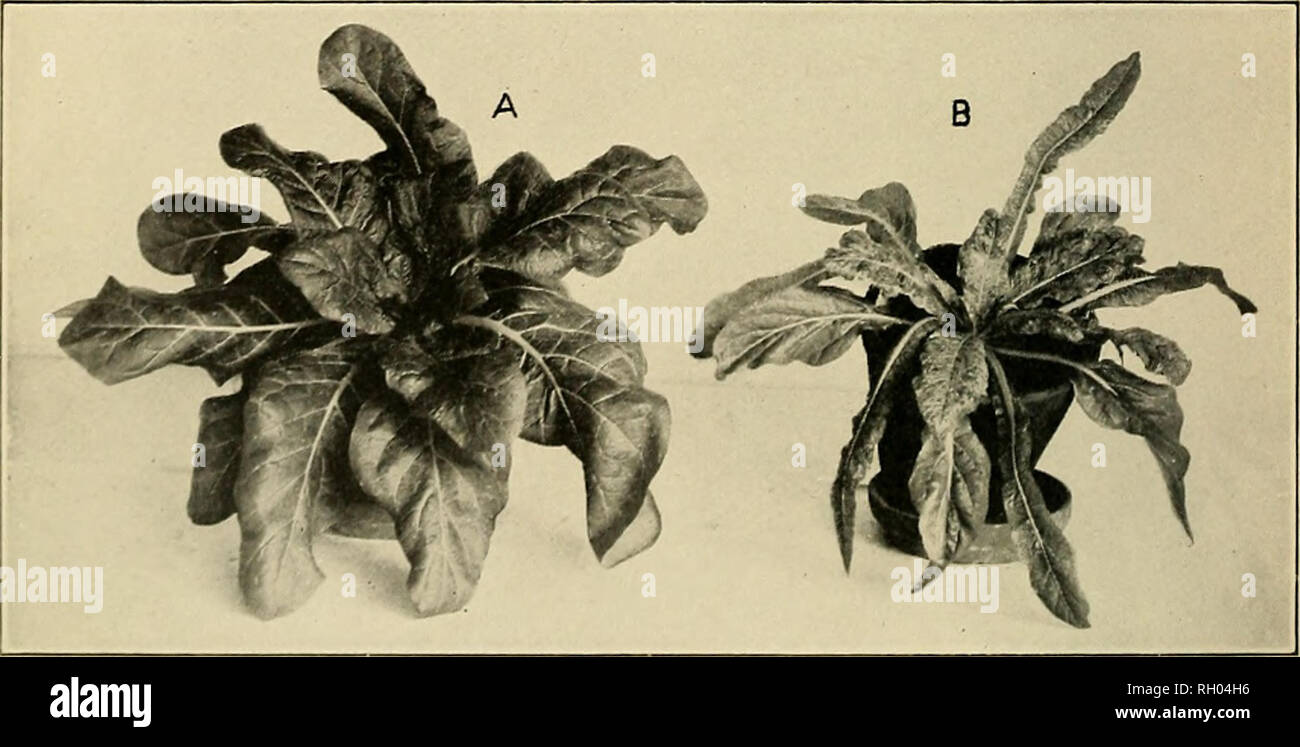. Bulletin. Fig. 1 .—Scion of .Nicotiana glauca (A) which has been Grafted upon a Mosaic Plant of Nicotiana rustica (B). Although the stock is badly diseased the graft shows no visible symptoms. (Reduced.). Fig. 2.—Healthy and Mosaic Plants of Nicotiana longiflora. A, Healthy Plant; B, Mosaic Plant Produced by Artificial Inoculation. (Greatly reduced.;. Please note that these images are extracted from scanned page images that may have been digitally enhanced for readability - coloration and appearance of these illustrations may not perfectly resemble the original work.. United States. Office o Stock Photo