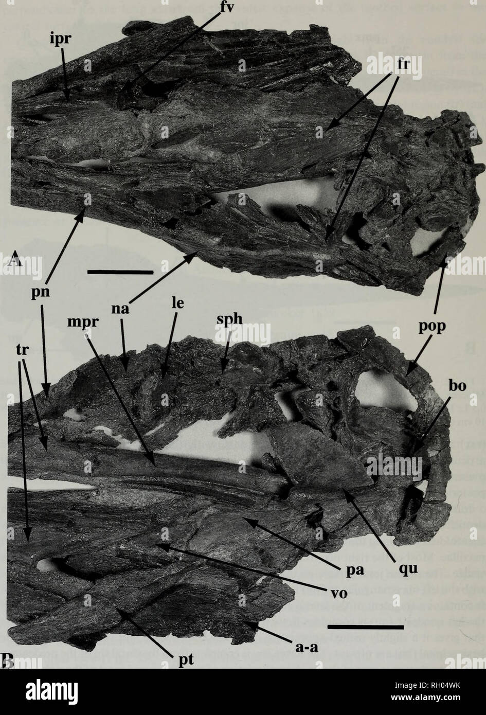 . Bulletin. Science. 50 SOUTHERN CALIFORNIA ACADEMY OF SCIENCES. Fig. 3. Posterior skull of Makaira nigricans Lacepede 1802 (OCPC 31001), Capistrano Formation, late Miocene, Orange County, California. A. Dorsal view; B. Ventral view. See text for definition of abbreviations. Scale bar equals 5 cm (A, B).. Please note that these images are extracted from scanned page images that may have been digitally enhanced for readability - coloration and appearance of these illustrations may not perfectly resemble the original work.. Southern California Academy of Sciences. Los Angeles, Calif. : The Acade Stock Photo