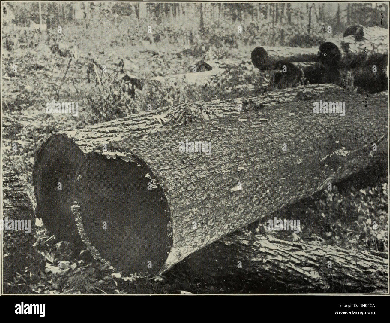 Bulletin Forests And Forestry Fig 32 White Oak And Pine Logs Attacked By Fungi The White Oak Logs In Foreground Attacked By 3 Different Species Of Fungi Cut About 8 Months