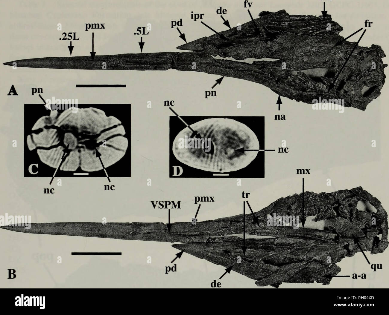 . Bulletin. Science. BLUE MARLIN FROM LATE MIOCENE OF ORANGE COUNTY 49 a-a. Fig. 2. Skull of Makaira nigricans Lacepede 1802 (OCPC 31001), Capistrano Formation, late Miocene, Orange County, California. A. Dorsal view; B. Ventral view; C. Cross section of rostrum at 0.5 L; D. Cross section of rostrum at 0.25 L. See text for definition of abbreviations. Scale bar equals 10 cm (A, B) and 5 mm (C, D). (mx) is better preserved than its counterpart, with the former containing both the articulation for the vomer (fv) and the internal process (ipr). The right dentary (de) is well preserved, except for Stock Photo