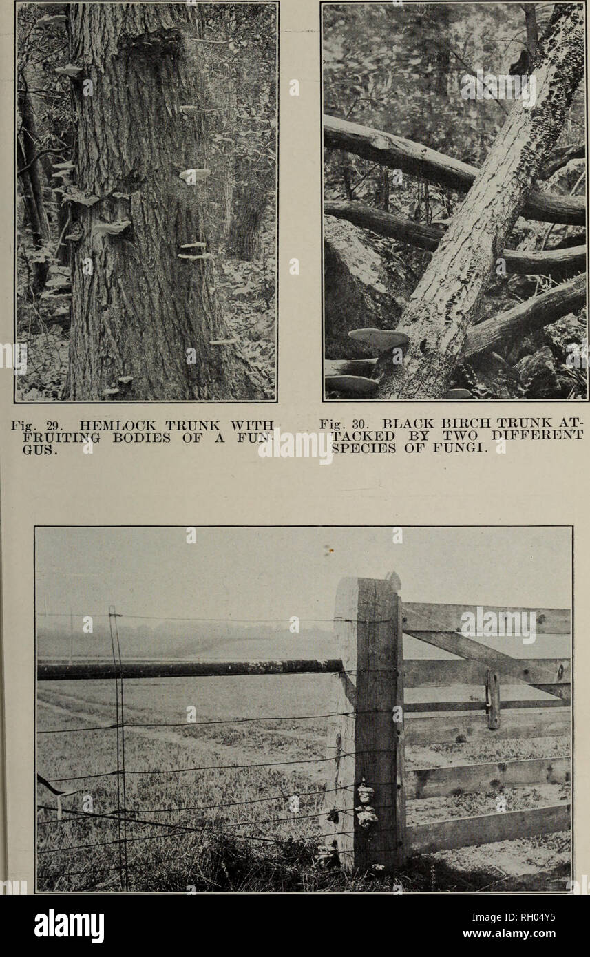 . Bulletin. Forests and forestry. Fig. 31. CHESTNUT POST ATTACKED BY BROWN ROT (POLYPORUS SULPHUREUS). Some fungi attack only living wood, ethers attack only dead wood.. Please note that these images are extracted from scanned page images that may have been digitally enhanced for readability - coloration and appearance of these illustrations may not perfectly resemble the original work.. Pennsylvania. Dept. of Forests and Waters. Harrisburg, Pa. : The Department Stock Photo