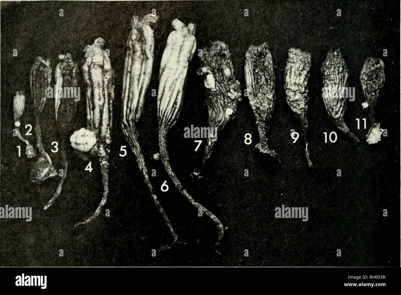 . Bulletin. Science; Natural history; Natural history. 98 III 111 ll sol ////A' ( tLIEORNIA ACADEMY OF SCIENCES VOLUME 7/. Figure 4. Styelid ascidians found growing together, Santa Barbara harbor, California. 1-6, Styela montcreyensis (specimen 4 bearing an 5. plicata). 7-11, Stycla clava. where it deals with the placement of the stomach and intestine, is generally accurate, though it does not always convey the range of variation to be expected. The following account augments or modifies only those portions of the description which require this. External features.—Our largest specimens reach Stock Photo