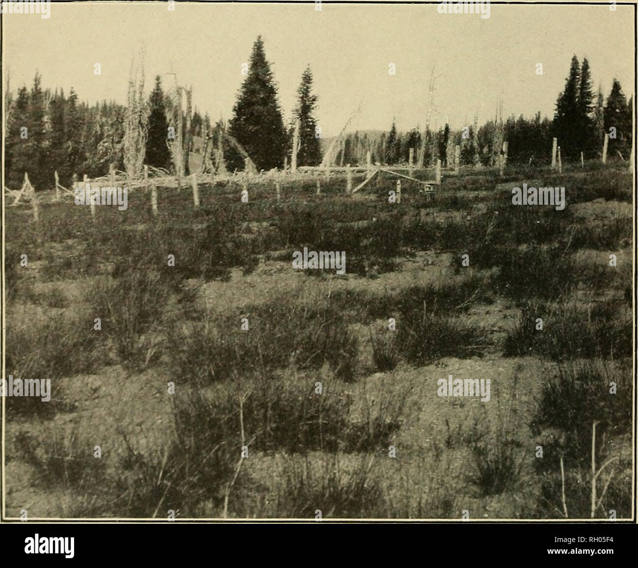 . Bulletin. Fig. 1.—An Overgrazed Mountain Bunch-Grass Range Fenced Against Stock in 1907. Photographed July 12, 1907.. Fig. 2.—View of Same Area After Three Seasons' Protection Against Grazing. The increase in forage is due to vegetative growth and not to reproduction from sued.. Please note that these images are extracted from scanned page images that may have been digitally enhanced for readability - coloration and appearance of these illustrations may not perfectly resemble the original work.. United States. Office of Experiment Stations. Washington, Govt. Print. Off Stock Photo