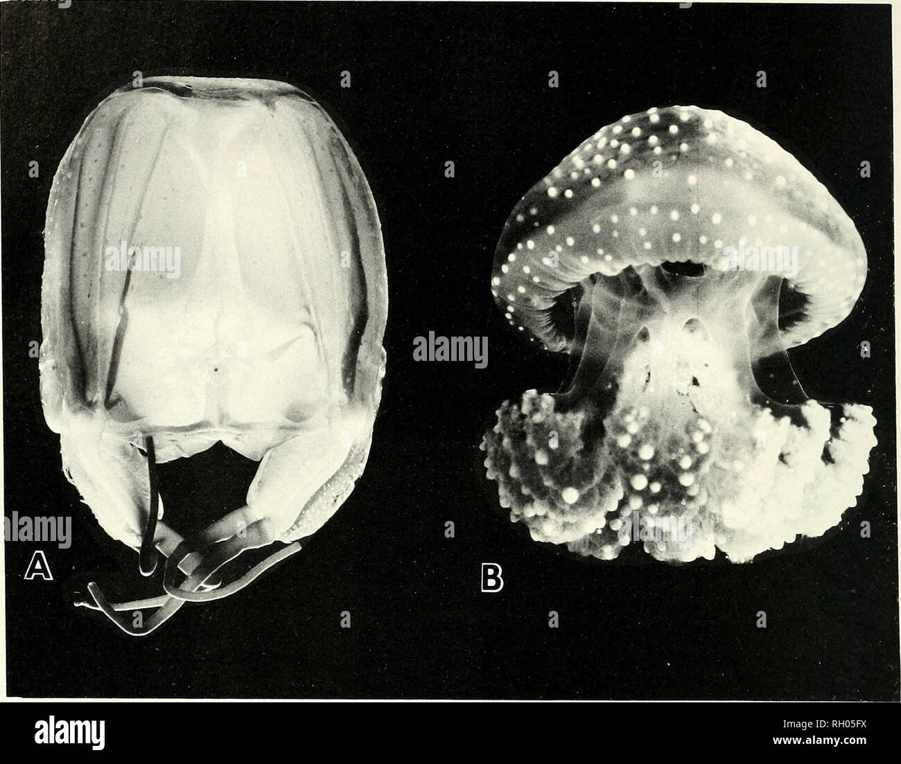 . Bulletin. Science; Natural history; Natural history. 132 SOUTHERN CALIFORNIA ACADEMY OF SCIENCES. Fig. 1. A. Side view of preserved Carybdea marsupialis, 40 mm bell height, collected off Point Moremesa, Santa Barbara, California, 10 August 1985. B. Side view of live Phyllorhiza punctata (oral arm appendages not shown), 50 mm bell diameter, collected in Mayaguez Harbor, Puerto Rico, August 1975. Results Carybdea marsupialis (Linnaeus, 1758) Material examined: Thirteen specimens. One specimen 25 mm bell height; collected off Scripps pier, La Jolla, 7 October 1961; collector: R. Cutter. Five ma Stock Photo