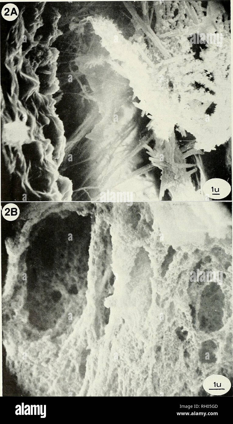 . Bulletin. Science; Natural history; Natural history. 68 BULLETIN SOUTHERN CALIFORNIA ACADEMY OF SCIENCES VOLUME 74. Figure 2. Scanning election microscopic exununationb crobb-bections of the branchial nerve. Photographs A and B represent samples of the branchial nerve taken from specimens at in- tervals specified by letters appearing in figure 1. lateral ciliated cell in Mytilus editUs (Parparo and CONCLUSION Aiello, 1970) since no other catecholamine could be demonstrated by chemical measurements 6-OH-DOPA is a useful experimental tool in (Paparo and Finch, 1972). Mytilus edulis because of  Stock Photo