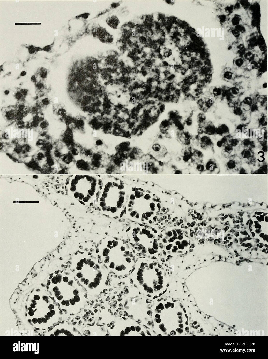 Bulletin. Science; Natural history; Natural history. 186 SOUTHERN  CALIFORNIA ACADEMY OF SCIENCES. gfvV T r VSLi^&v^i»^S9^22 •• .* Fig. 3.  Two cell stage of cleavage of Clathrina blanca; note the nucleus