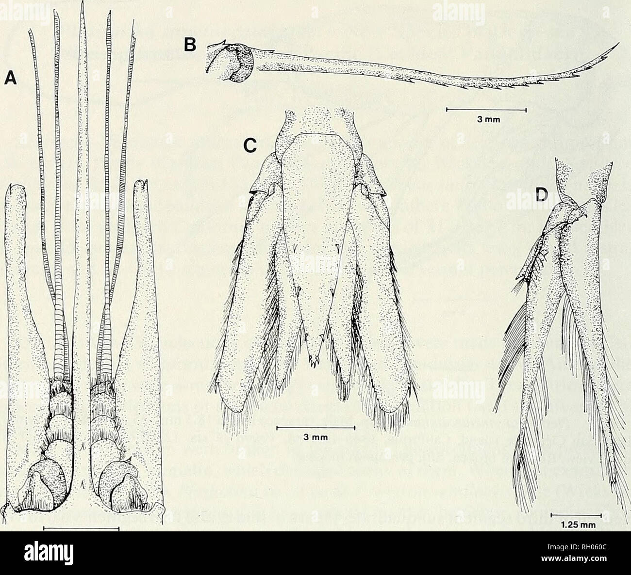 . Bulletin. Science; Natural history; Natural history. 140 SOUTHERN CALIFORNIA ACADEMY OF SCIENCES. Fig. 2. Plesionika sanctaecatalinae. Male, carapace length 14.6 mm, 19.25 miles from Pyramid Head, San Clemente Island, 1680-1865 m, Velero /I'sta. 11703-67. A, rostrum and frontal region in dorsal view; B, rostrum in lateral view; C, tail fan; D, second pleopod. First pereopod as long as third maxilliped, minutely chelate. Propodus about equal in length to dactyl, carpus 2.5X length of propodus, merus 2X length of propodus, ischium about 0.3X length of merus, all segments with scattered long se Stock Photo