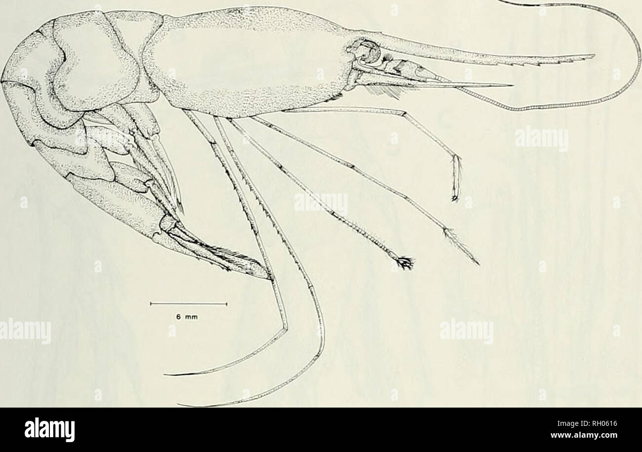. Bulletin. Science; Natural history; Natural history. NEW SPECIES OF DEEP-SEA SHRIMP 139. Fig. 1. Plesionika sanctaecalatinae. n. sp. Male, carapace length 18.3 mm. 25 miles from Pyramid Head, San Clemente Island, California. 1846-1938 m, 'elero /!'sta. 12390-68. Entire animal in lateral view. Rostrum broken, fifth pereopods missmg. pleuron of third segment subquadrate. pleura of fourth and fifth segments narrowly rounded. Sixth segment about 2X length of fifth segment, posteroventral angle with minute tooth. Telson shorter than sixth segment and uropods. with three pair small dorsolateral s Stock Photo