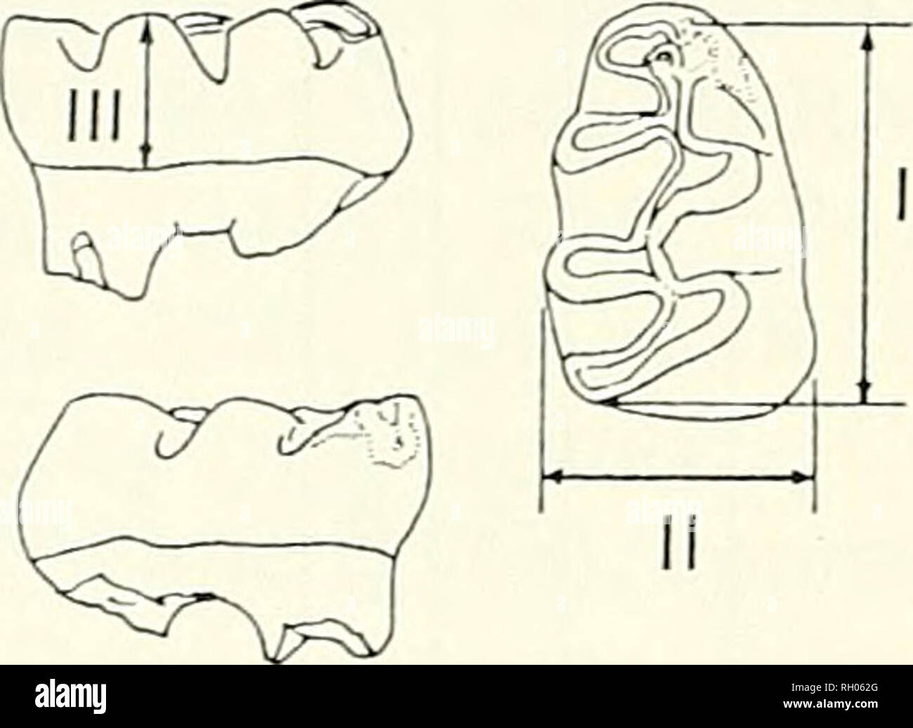 Bulletin Science Natural History Natural History 84 Southern California Academy Of Sciences 1 8 1 6 1 4 1 2 1 0 0 6 A G Y 5 40 2 0 Length Width M Fig 2 Crown Height Mm