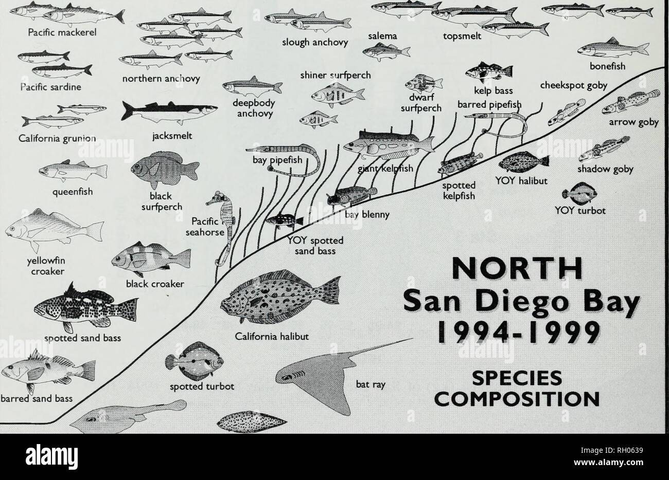 . Bulletin. Science. 62 SOUTHERN CALIFORNIA ACADEMY OF SCIENCES Pacific mackerel. NORTH San Diego Bay 1994-1999 SPECIES COMPOSITION round stingray California tonguefish Fig. 6. Diagrammatic representation of the common and distinctive species of fish which occurred in the northern portion (North and North Central Ecoregions) of San Diego Bay during the study period of July 1994 to April 1999. was, again, the most abundant fish species comprising over 66% of the total catch, followed by topsmelt at 14%, arrow goby at 3%, round stingray at also at 3%, and shiner surfperch at 2% of the total catc Stock Photo
