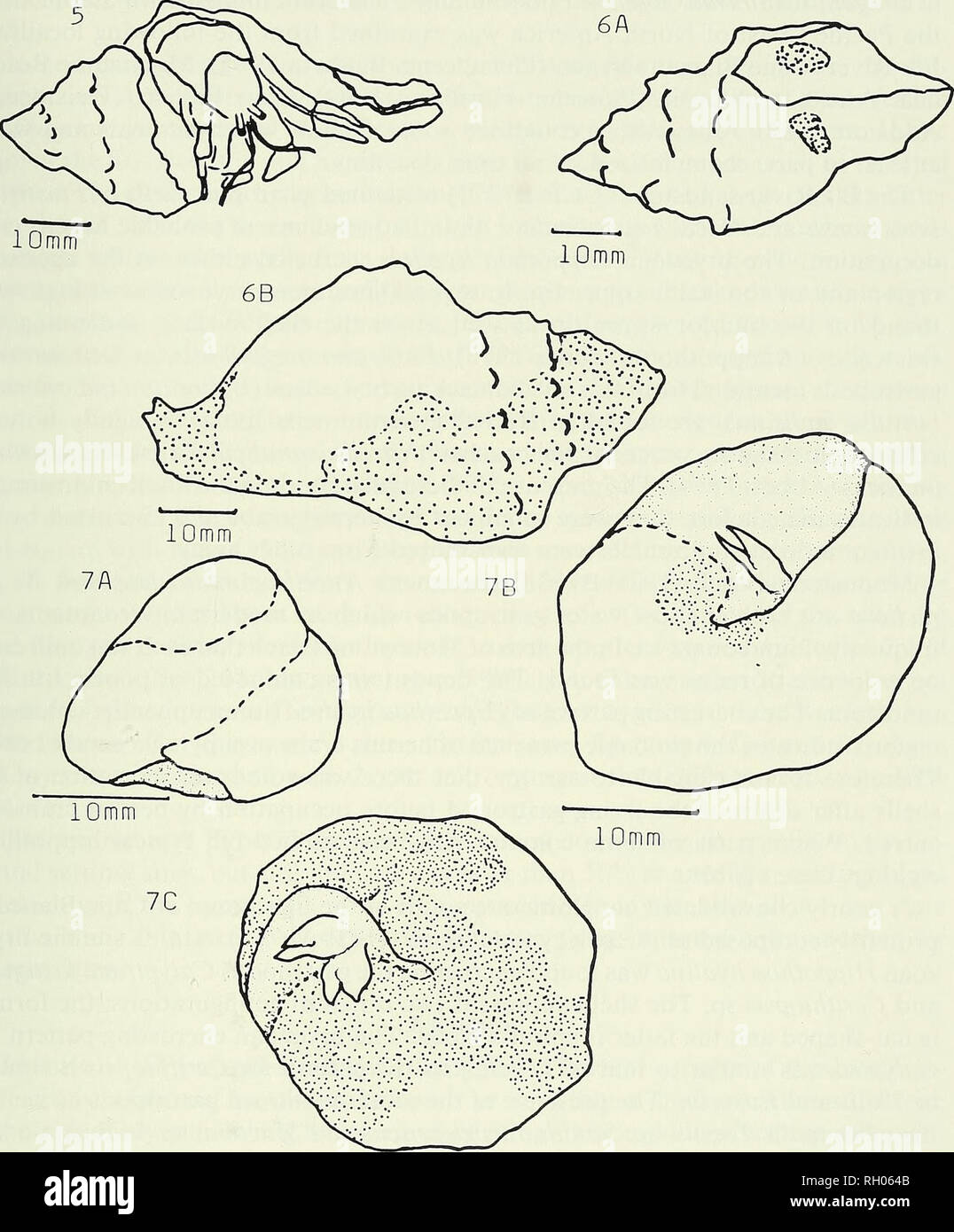 . Bulletin. Science; Natural history; Natural history. BRYOZOANS, HERMIT CRABS, AND GASTROPODS 53. 10mm Fig. 5. Thais haemostoma. Galveston Island, Texas showing position of the crab in the shell. Fig. 6. Encrusting Bryozoan sites on gastropods from Galveston Island area. 6A. Initial encrusting sites (coarse stippling) can be in either one or both places indicated. 6B. Subsequent colony expansion indicated (coarse stippling) on shell surface. Fig. 7. Shell and encrusting sites on gatropod from Rockaway Beach. Side view of Tegidafunebralis with apertural region (light stippling) indicated. 7B.  Stock Photo