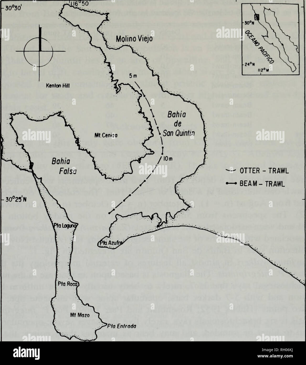 . Bulletin. Science. OTTER - TRAWL BEAM-TRAWL 0 500 1000 2000 (dfTROS II6°50'W II6°55 Figure 1. Location of the sampling sites in Bahia de San Quintin, B.C. Mexico. California (Miller and Lea 1972). A comparison of the collected fishes with a beam-trawl gear from the Estero de Punta Banda and Bahia de San Quintin is presented in Rosales-Casian (1997a). In this last study, the most important fish species in Punta Banda (5m-depth) were the California halibut (Paralichthys cal- ifornicus), the kelp bass (Paralabrax clathratus), and the barred sand bass {P. nebulifer); in San Quintin the catches w Stock Photo