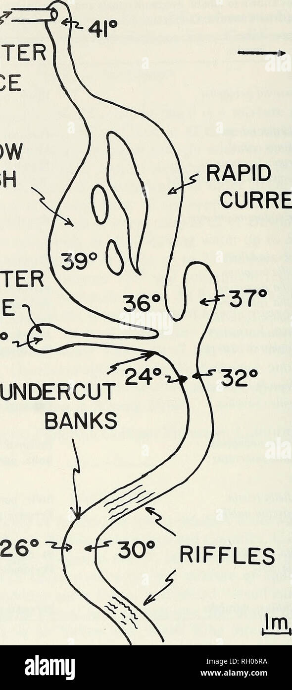 . Bulletin. Science; Natural history; Natural history. 48 SOUTHERN CALIFORNIA ACADEMY OF SCIENCES /â HOT WATER SOURCE SHALLOW WASH RAPID CURRENT COLD WATER SOURCE 22Â°. N Fig. 1. Diagram of upper portion of King Street canal indicating differences in stream flow and temperature (3 March 1977). Fishes occur in nearly pure species groups as follows: Cyprinodon maculariiis, shallow wash; Gambusia affinis, flowing water at 32Â°C; Poecilia sphenops, cold water source; Poecilia latipinna, undercut banks; and Notropis lutrensis, riffles. Temperatures in Â°C. to the mouth of the canal fishes were coll Stock Photo
