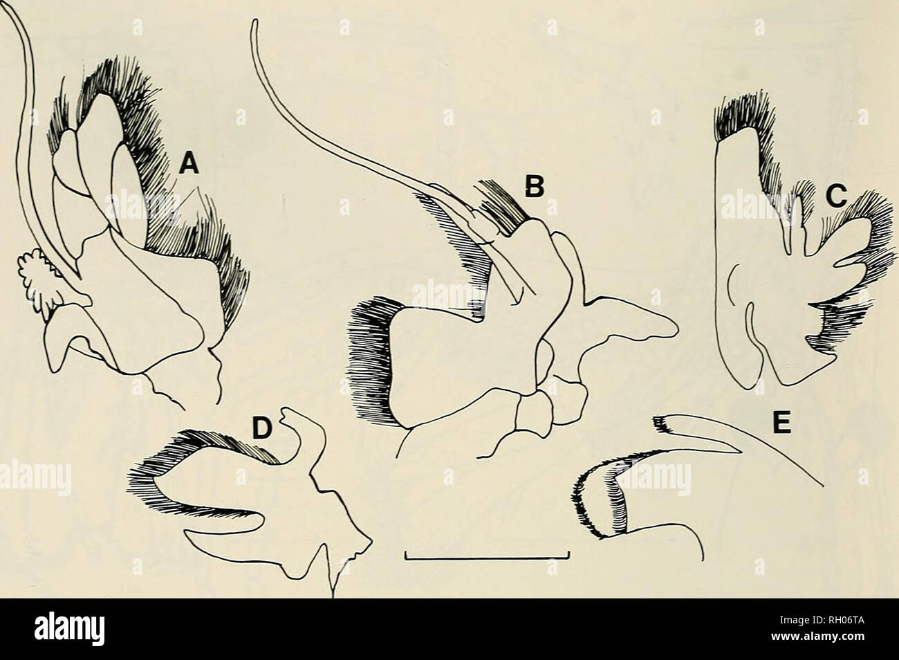 . Bulletin. Science; Natural history; Natural history. 30 SOUTHERN CALIFORNIA ACADEMY OF SCIENCES. Fig. 3. Thor algicola n. sp. A, second maxilliped; B, first maxilliped; C, second maxiUa; D, first maxilla; E, mandible. Female with appendix interna on second pleopod. Male with first pleopod smaller than other pleopods. Male second pleopod with setose appendix mas- culina. Uropods longer than telson, fringed with setae. Outer branch of uropod with small distolateral tooth and movable spine. Holotype.—¥QV!2it, ovigerous, total length in millimeters 18.4, carapace length 5.1. Bahia Bocochibampo Stock Photo