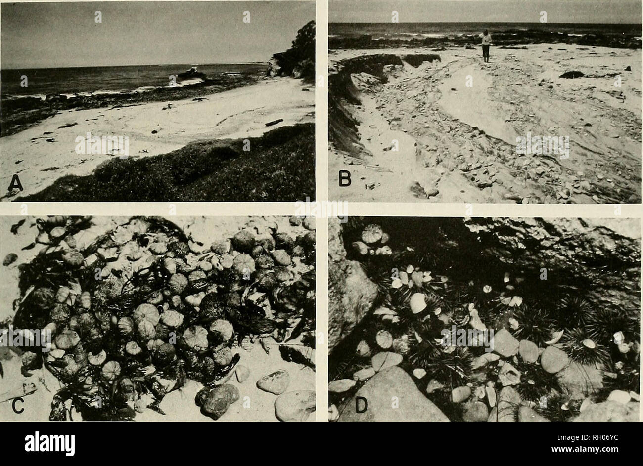 . Bulletin. Science; Natural history; Natural history. FLOOD EFFECTS ON INTERTIDAL BIOTAS 97. Fig. 2. (A) View of study site from Morning Canyon. (B) Beach above study site showing erosional path of the flash-flood. (C) Windrows of recently killed Strongylocentrotus purpuratus tests cast onto beach two days after the flood. (D) Population of healthy S. purpuratus in deep lower shore pool in the path of inundation. would kill the more stenohaline populations. Indeed, two days after the storm, windrows of recently killed sea urchins were cast up on the shore, but only above the study site near t Stock Photo