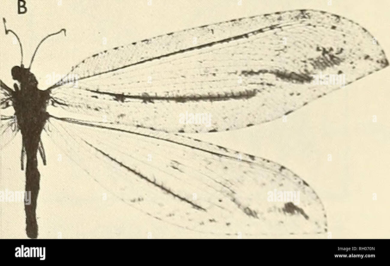 . Bulletin. Science; Natural history; Natural history. Figure 3. Striped wing pattern: A. Phymatosmylus caprorum: B. Kempynus falcatus.. Please note that these images are extracted from scanned page images that may have been digitally enhanced for readability - coloration and appearance of these illustrations may not perfectly resemble the original work.. Southern California Academy of Sciences. Los Angeles, Calif. : The Academy Stock Photo