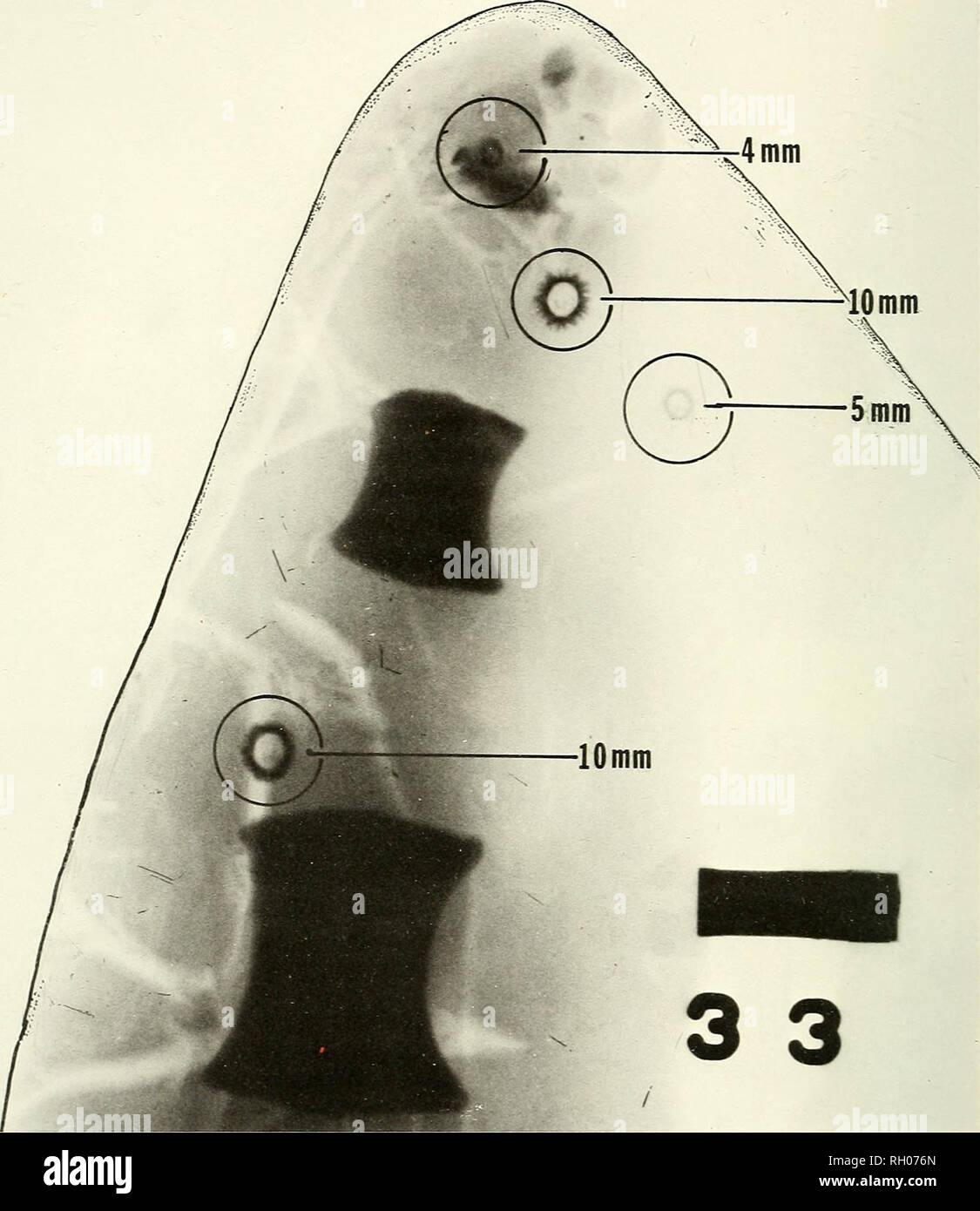 . Bulletin. Science; Natural history; Natural history. 122 SOUTHERN CALIFORNIA ACADEMY OF SCIENCES. Fig. 8. X-ray of four seed barnacles on the distal tip of the right pectoral fin of a yearling, male gray whale (Table 1, LACM-54549). attachment occurs. Initial attachment of the cypris larva of Cryptolepas rhachi- anecti has not yet been observed. Evidence based on the development and growth pattern of C rhachianecti, along with the analysis of specimens by means of cross- sections and x-rays (Figs. 5a, b, and 9) of &quot;seed&quot; barnacle-rich gray whale skin, show that juvenile barnacles ( Stock Photo
