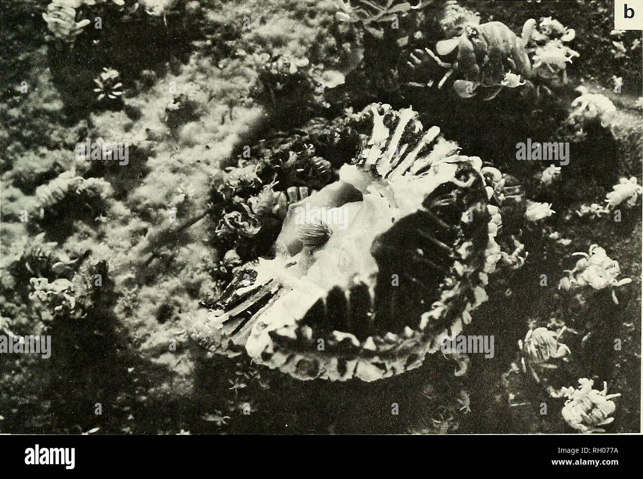 . Bulletin. Science; Natural history; Natural history. Fig. 7. Near terminally undercut, fully matured, Cryptolepas rhachianecti. a: Parapet was broken by authors. Notice cyamid-induced abrasions around periphery of barnacles, b: Parapet pulled back, revealing cyamids that had burrowed beneath the barnacle. This process ultimately relieves the sup- porting skin and the barnacle drops off the whale.. Please note that these images are extracted from scanned page images that may have been digitally enhanced for readability - coloration and appearance of these illustrations may not perfectly resem Stock Photo