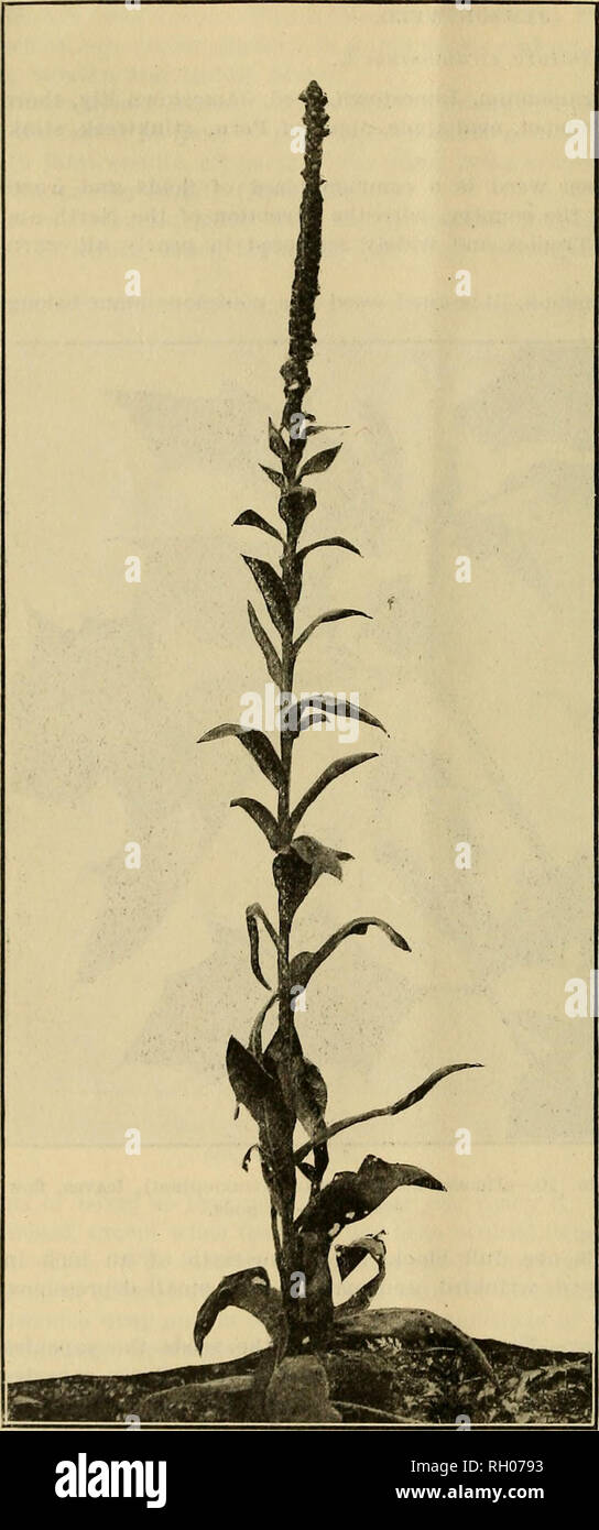. Bulletin. 14 BULLETIN 26, U. S. DEPARTMENT OF AGRICULTURE.. Fig. 11.—Mullein (Verbascum thapsus), flowering plant. MULLEIN. Verbascum thapsus L. Other common names.— Common mullein, great mullein, mullein dock, velvet dock, Aaron's-rod, Adam' s-flannel, old-man's- flannel, blanket-leaf, bul- lock's lungwort, cow's lungwort, clown's lung- wort, candlewick, , felt- wort, flannel-leaf, hare's- beard, hedge taper, bog taper, ice - leaf, Jacob's- staff, Jupiter's-staff, lady's foxglove, Peter's- staff, shepherd's-club, torches, torchwort, velvet plant, woollen. Habitat and range.— Mullein is a we Stock Photo