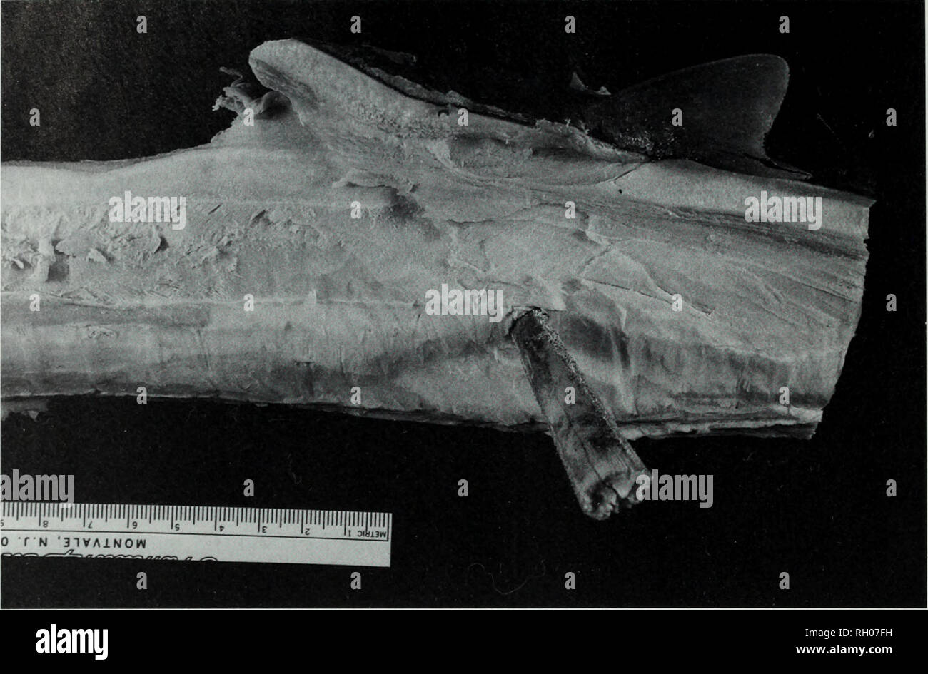 . Bulletin. Science. 118 SOUTHERN CALIFORNIA ACADEMY OF SCIENCES. Fig. 1. Vertebral segment at level of second dorsal fin of Isurus oxyrinchus (SIO 94-4) with embedded rostral fragment of Makaira nigricans. Rostrum morphology suggests the blue marlin was similar in size to Los An- geles County Museum specimen LACM 25491, i.e. slightly less than 44 kg and 173 cm lower jaw to fork length. Blue marlin of this small size would be an immature fish (Hopper 1986). To obtain an estimate of total length (TL) of the mako shark, we used several morphometric conversion equations developed from second dors Stock Photo