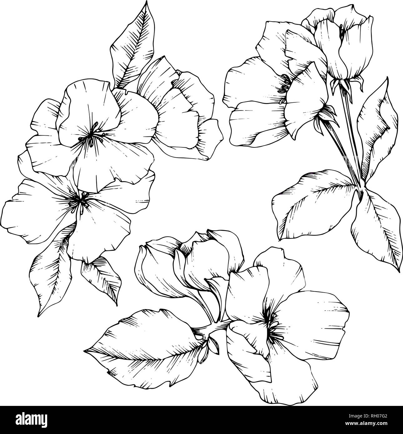 Vector Apple Blossom Floral Botanical Flower Black And White Engraved Ink Art Isolated Flowers Illustration Element Stock Vector Image Art Alamy Vector Apple Blossom Floral Botanical Flower Black And White Engraved Ink Art Isolated Flowers Illustration Element Stock Vector Image Art Alamy