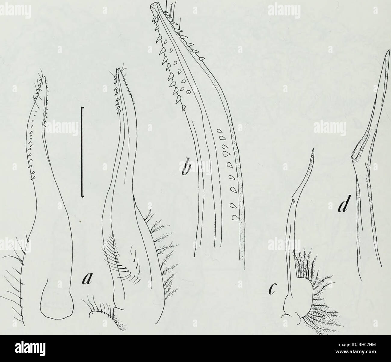 . Bulletin. Science. 108 SOUTHERN CALIFORNIA ACADEMY OF SCIENCES. Fig. 3. Pilumnoides rotundus Garth, male collected off San Diego, California, a, first pleopod, inner (left) and outer or posterior (right) views, b, higher magnification of tip of first pleopod. c, second pleopod, outer (posterior) view, d, higher magnification of tip of second pleopod. Scale bar = 1.0 mm for Figs, a, c. Carapace: Garth's figure of the female holotype (Garth 1940: pi. 23, fig. 1), carapace length 7.4 mm, carapace width 8.8 mm (LACM 37-132.1; former AHF 374), has larger anterolateral teeth, and the overall impre Stock Photo