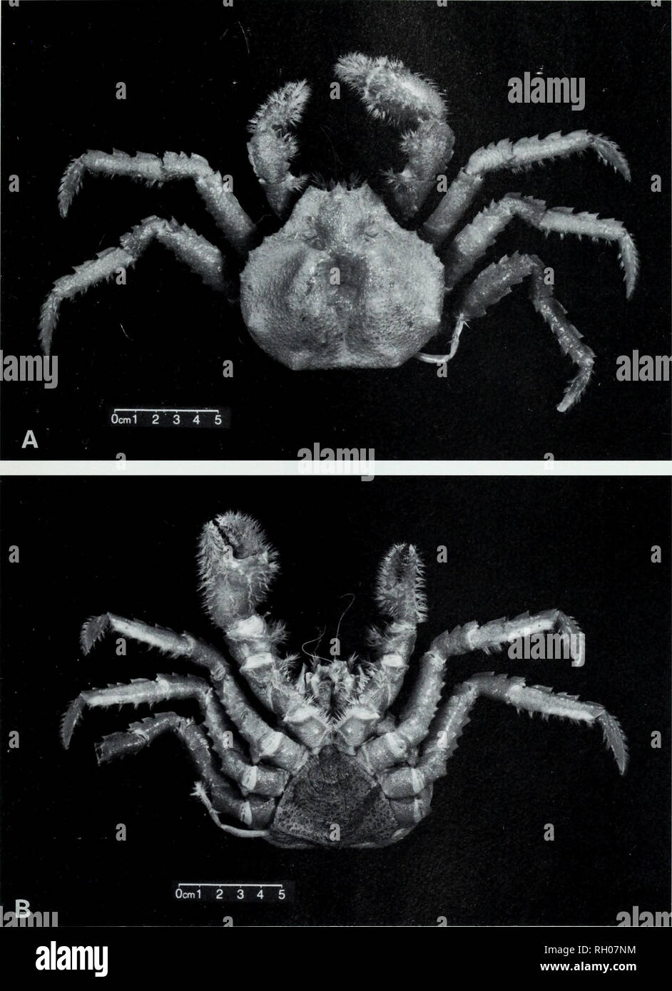 . Bulletin. Science. RECORDS OF LITHODID CRABS FROM BAJA CALIFORNIA SUR. Fig. 2. Glyptolithodes cristatipes (Faxon) from off Baja California Sur, Mexico, adult male. A, dorsal view, B, ventral view.. Please note that these images are extracted from scanned page images that may have been digitally enhanced for readability - coloration and appearance of these illustrations may not perfectly resemble the original work.. Southern California Academy of Sciences. Los Angeles, Calif. : The Academy Stock Photo