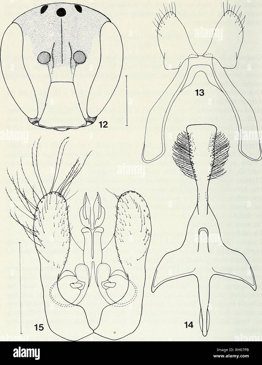 Bulletin. Science; Natural history; Natural history. 12 SOUTHERN CALIFORNIA  ACADEMY OF SCIENCES. Figs. 12-15. Hylaeus (Hylaeana) dictyolus, male: 12,  frontal view of head: scale line = 0.50 mm. 13, sternum eight: