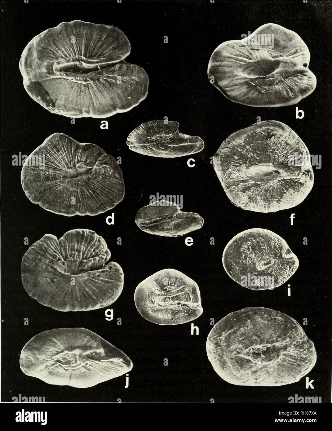 . Bulletin. Science; Natural history; Natural history. PARALIPARIS NASSARUM 79. Fig. 2. Medial faces, left sagittae of 11 species of liparidids that inhabit waters of the eastern north Pacific and Bering Sea. Species name is followed by otolith length and height (in mm) and standard (SL) or total length of the fish it came from (if known): a. Careproctus melanurus 3.1 by 2.4 (203 mm SL); b. Paraliparis nassarum 2.5 by 2.0 (304 mm SL); c. Liparis liparis 1.9 by 0.9 (unk.); d. Careproctus furcellus 3.7 by 2.9 (unk.); e. Liparis pulchellus 2.8 by 1.5 (178 mm SL); f Paraliparis rosaceus 1.9 (207 m Stock Photo