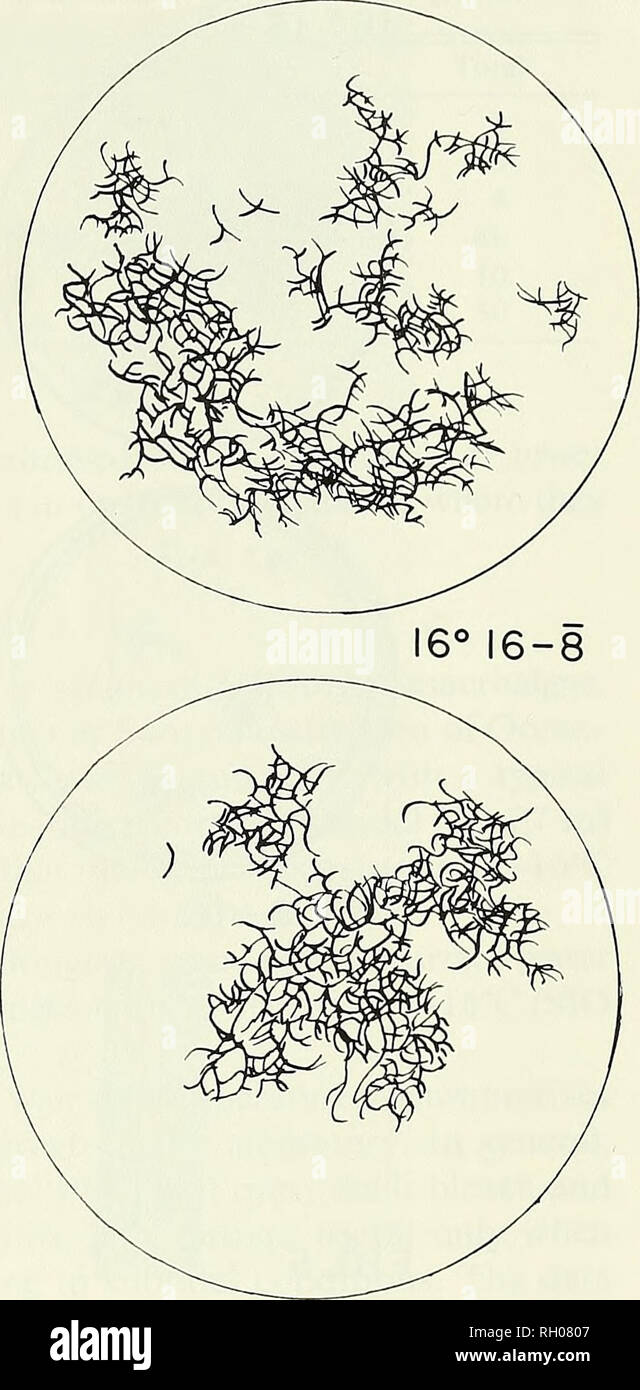 . Bulletin. Science; Natural history; Natural history. FIG. 4. Lomentaria hakodatensis DAY 52 (DISH DIAMETER 9.5 cm) 20° 16-8 Fig. 4. Comparative growth of three cuhures oi Lomentaria hakodatensis after 52 days.. relied on weights (Fig. 3). At 20°C 16-8 the thalli became greenish-yellow after several weeks although growth continued. At 16°C 16-8 the thalli remained bright pink throughout the several months of growth. Elongation rates for Branchioglossum woodii (Fig. 2) and Heterosiphonia erecta (Fig. 3) were similar, with mean elongation 2-4 times the initial length after 20 days at 16°C and 2 Stock Photo