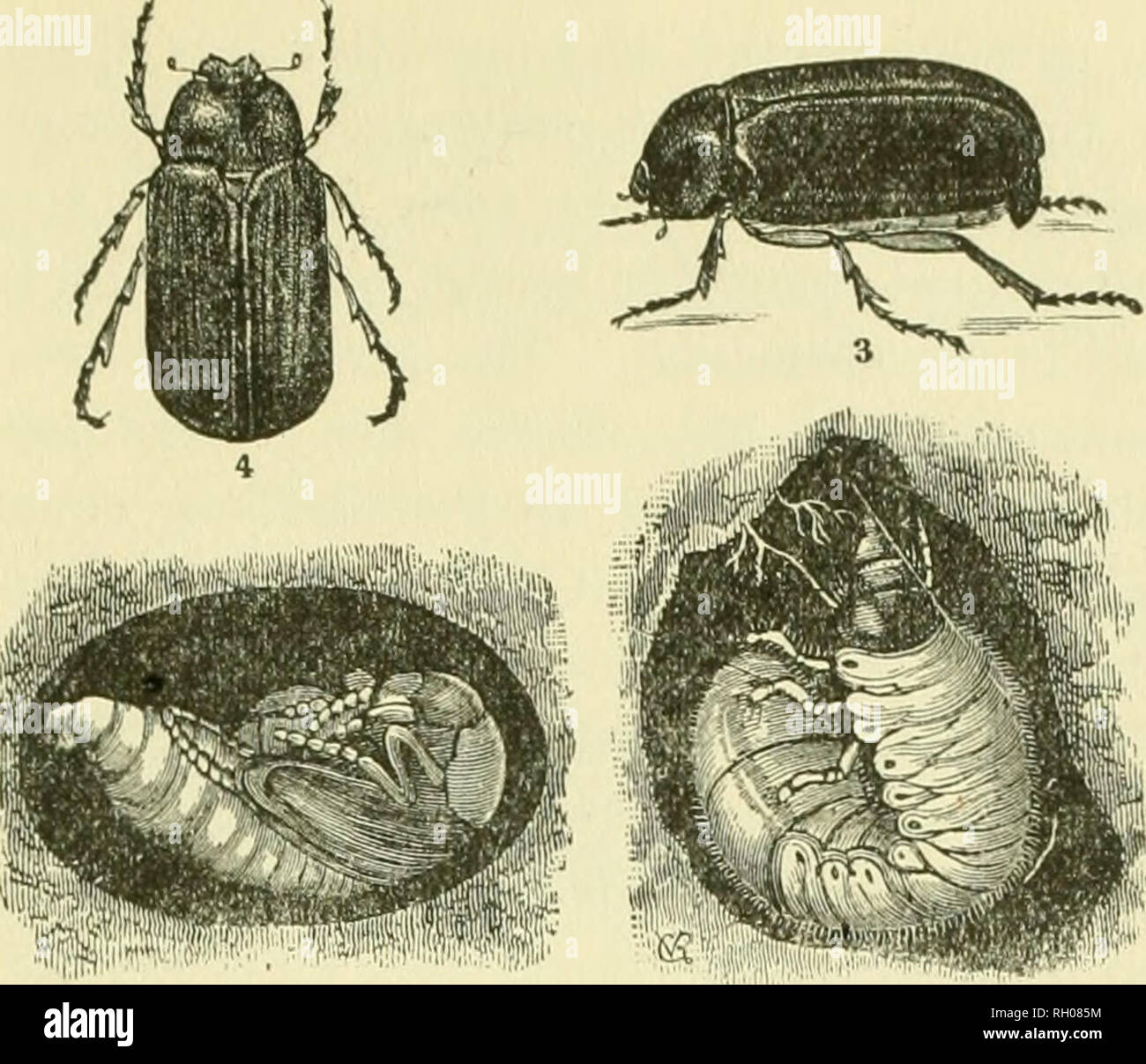 res stock photography and images Biology Diagrams