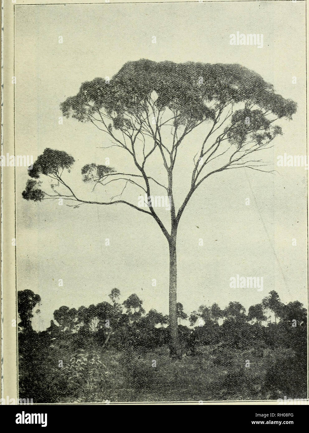 . Bulletin. Forests and forestry. and Industries of Western Australia* J23 â Morrell {Euc. longicornis, and E. oleosa).âThese trees, very 'similar in habit, attain about 50ft. in height, and have widely spreading branches. The bark is grey, rough, and persistent on the trunk and part. Morrell {Euc. oleosa). of the branches, the upper parts having a smooth greenish-brown bark ; the leaves are small and shining. The timber is very strong, but the trees do not here attain the size that they do in the Avon District.. Please note that these images are extracted from scanned page images that may hav Stock Photo