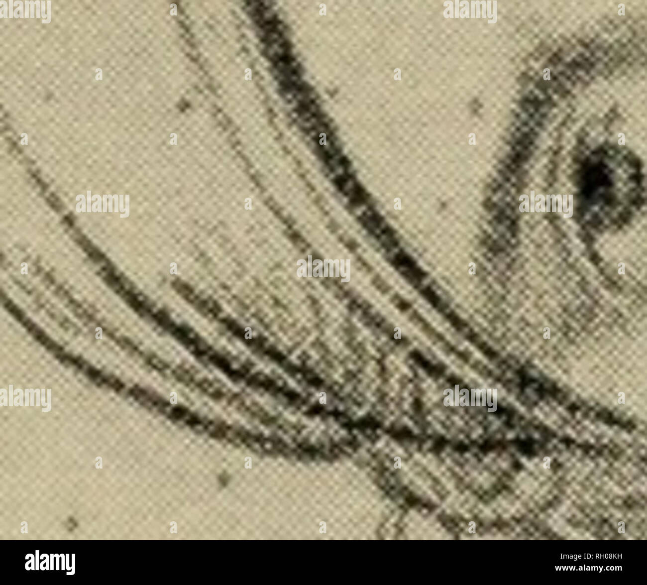 Bulletin Ethnology Lt 0 Cd 0 J 0 Z I H Uj Z Lt U Q Iij 2 Lt Il 0 D Lt Uj D Cq X Jk R St V