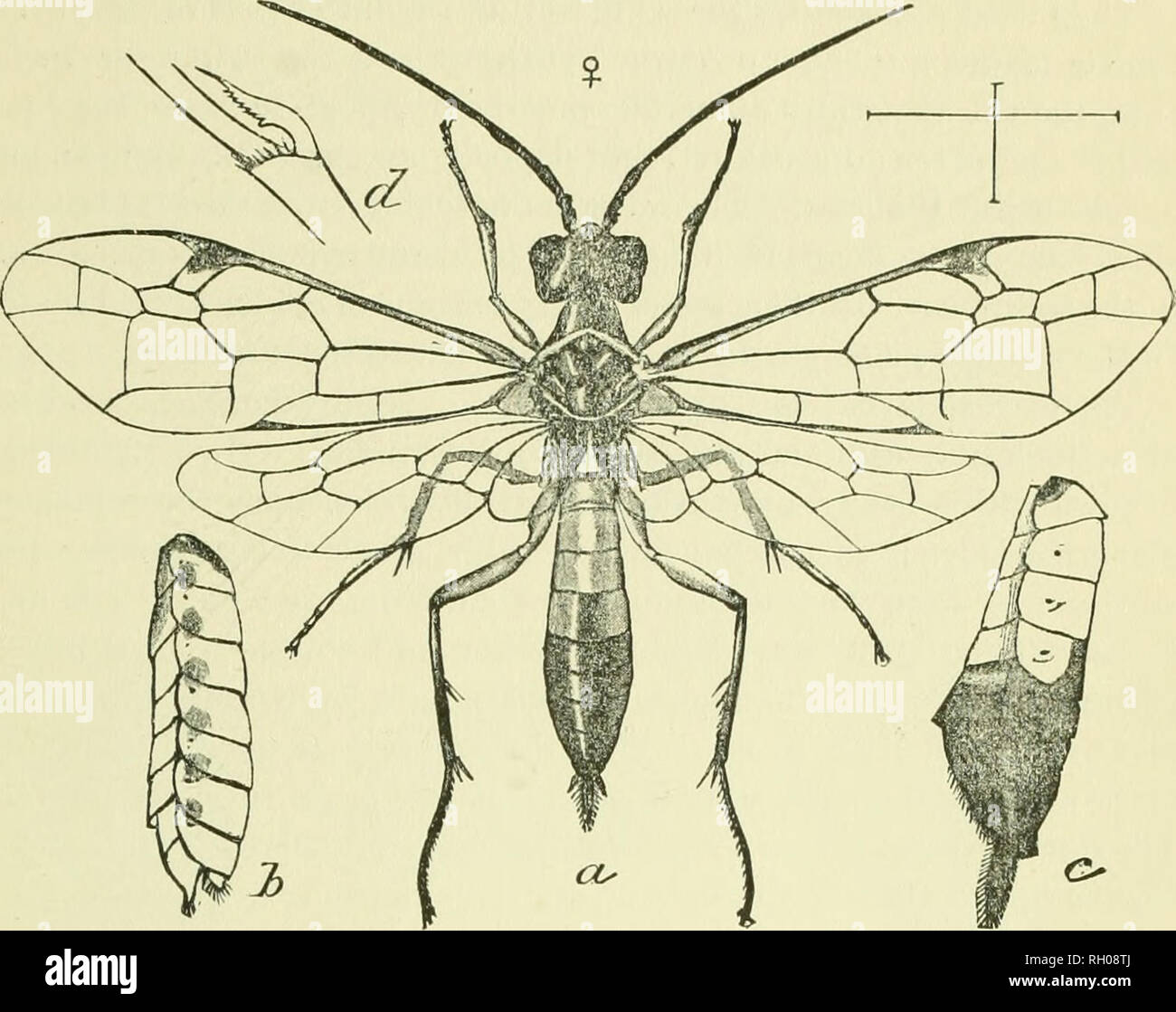 Girdler Insect . Bulletin. Agriculture -- Massachusetts Periodicals; Fertilizers ...