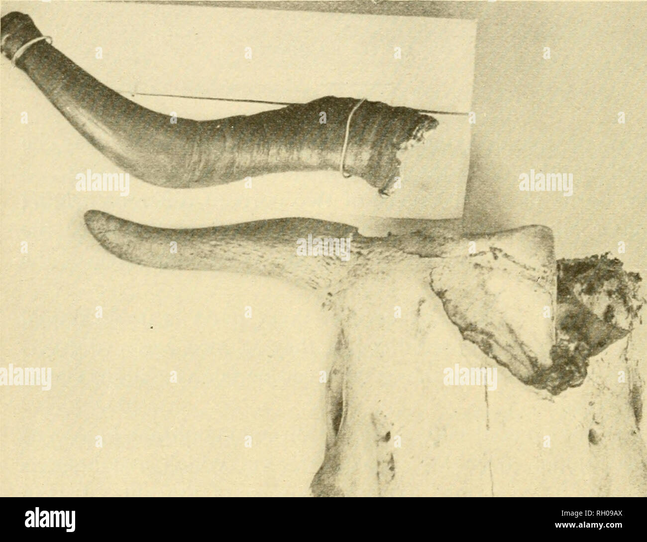 . Bulletin. Agriculture New Hampshire. 28 DEHORNING CATTLE seen on