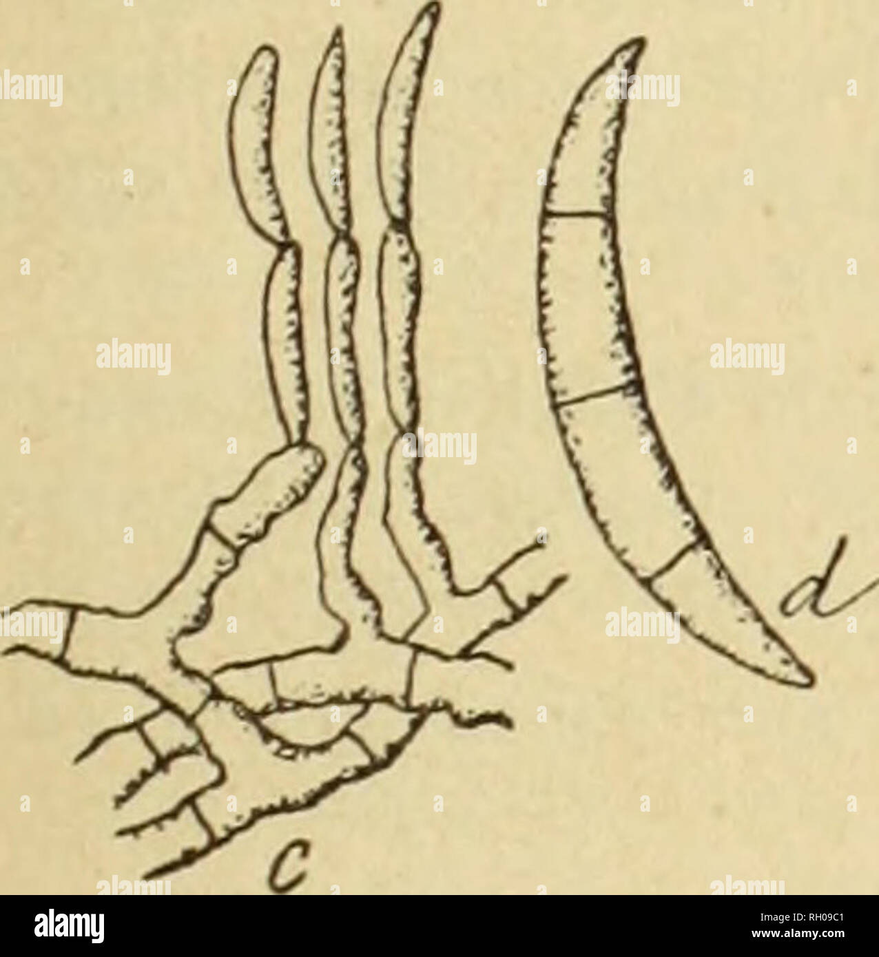 . Bulletin. Mycology; Fungi; Botany. ENDOCONIDIUM TEMULENTOM. 117 duccns ; sporophoris hyalinis, septatis, guttatis, subtortuosis, 3ft latis, bis terve repetito ramosis ; conidia hyalina, e sphaerico ovoï- dea, in inleriore ramulorum sporophori catenulatim nascentia, dein libéra, 2,5 p circiter. In tegumento grani Secalis cerealis, « Miallet, Dordogne » 1891. Hoc granum in panem conversum stuporem concitavit apud homines et bestias qui ederant. Fusarium miniatum îiov. sp. Prillieux et Delacroix (Fig. 2). Miniatum, pulvinulatum vel subeflusum ; hyphis sterilibus hyali- nis, repentibus, septatis Stock Photo
