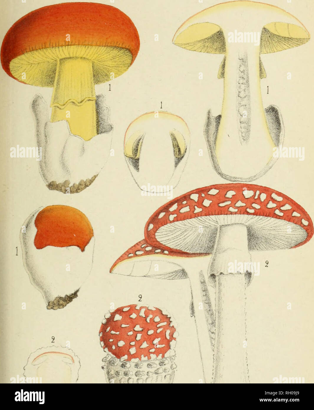 . Bulletin. Mycology; Fungi; Botany. BULL DE LA SOG. MTC DE FRANGE T. VI. PL. XII.. L. Rolland, del Fi g. 1. AMANITE ORONGE Fig. 2. AMANITE FAUSSE-ORONGE (poison).. Please note that these images are extracted from scanned page images that may have been digitally enhanced for readability - coloration and appearance of these illustrations may not perfectly resemble the original work.. Socie?te? mycologique de France. Epinal : Victor Collot Stock Photo