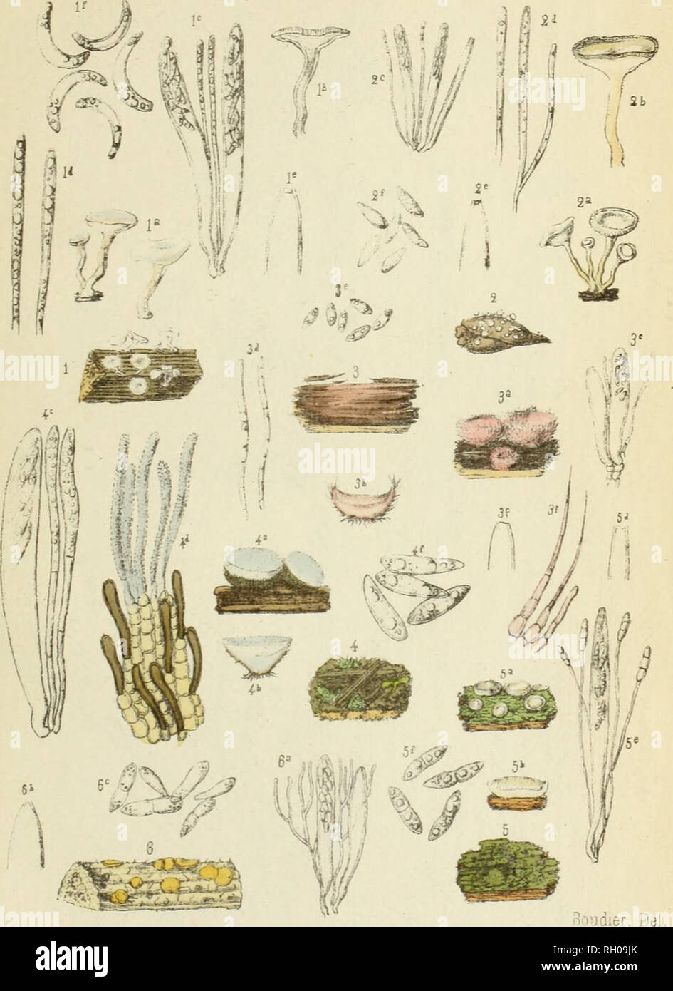 . Bulletin. Mycology; Fungi; Botany. BULL DE LA SOC MYC DE FRANCE T. IV. PL. XVII.. 1 HELOTIUM COSTANÏINI Boud. 2 HELOTIUM GEMMAROM B. 3 URCEOLELLA RICEONIS B. 4 5. 6 CORONELLA AMŒNA B. NOTERA ROLLANDRI B. PSEUDDPEZIZA MERCDRIALIS B. Please note that these images are extracted from scanned page images that may have been digitally enhanced for readability - coloration and appearance of these illustrations may not perfectly resemble the original work.. Socie?te? mycologique de France. Epinal : Victor Collot Stock Photo
